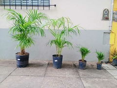 PALMITO M12 3LTS 7LTS 15LTS