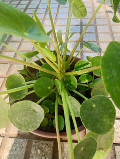 PILEA PEPEROMIOIDES - tienda online