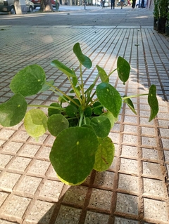 PILEA PEPEROMIOIDES - El Viverito