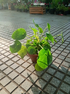 PILEA PEPEROMIOIDES en internet