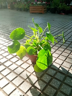 PILEA PEPEROMIOIDES - comprar online