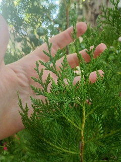 PINO THUJA