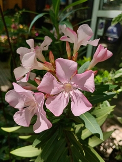 LAUREL DE FLOR