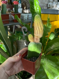 Imagen de CACTUS INJERTADO
