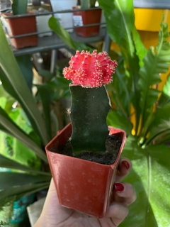 CACTUS INJERTADO - comprar online