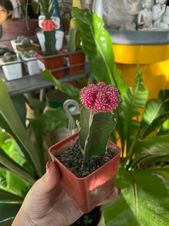 CACTUS INJERTADO - tienda online