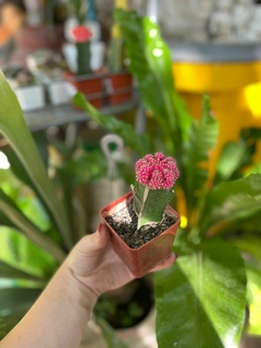 CACTUS INJERTADO - El Viverito