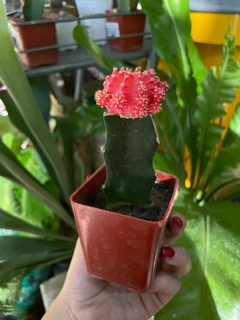 CACTUS INJERTADO en internet