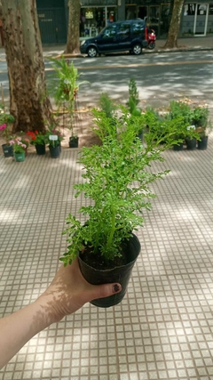 HELECHO DE ARROZ - tienda online