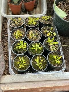 CARNIVORA VENUS FLYTRAP - comprar online