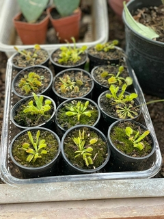 CARNIVORA VENUS FLYTRAP en internet