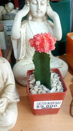 CACTUS INJERTADO - El Viverito