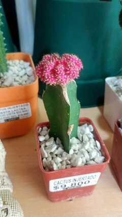 CACTUS INJERTADO en internet