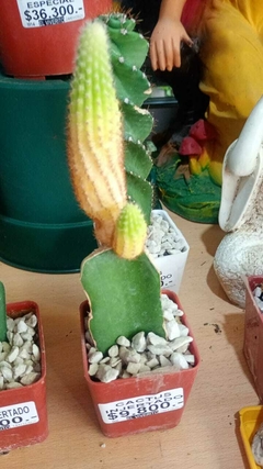 CACTUS INJERTADO - comprar online