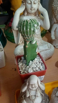 CACTUS INJERTADO