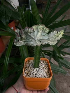 Imagen de Cactus injertado cresta lactea