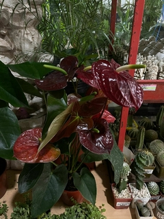 Imagen de ANTHURIUM
