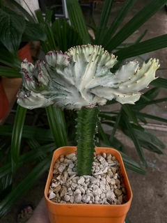 Cactus injertado cresta lactea