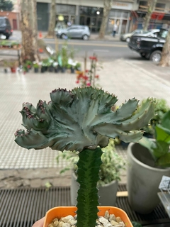 Cactus injertado cresta lactea - tienda online