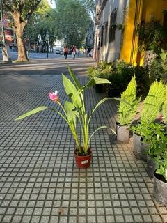 CURCUMA en internet