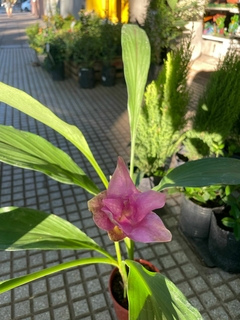 CURCUMA - comprar online