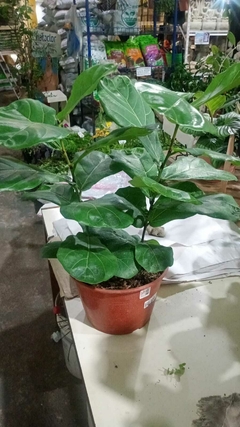 FICUS PANDURATA lyrata