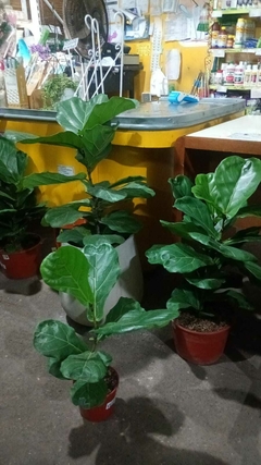 FICUS PANDURATA lyrata - El Viverito