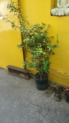 elaeagnus commutata aurea - tienda online
