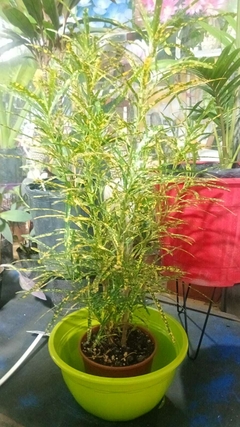 CROTON FIDEO en internet