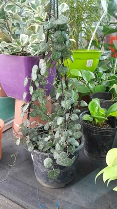 CEROPEGIA WOODII en internet