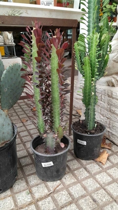 SUCULENTA EUPHORBIA TRIGONA RUBRA - comprar online