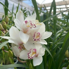 ORQUIDEA CYMBIDIUM - comprar online