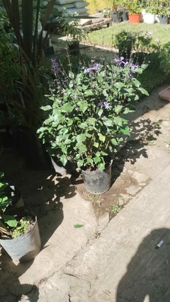 Plectranthus - comprar online