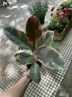GOMERO RUBI ROSA - comprar online