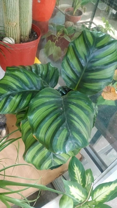 CALATHEA FASCIATA - comprar online