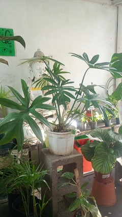 PHILODENDRON ELEGANS - comprar online