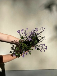 Plectranthus en internet