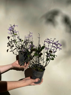 Plectranthus - El Viverito