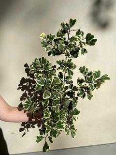 FICUS TRIANGULARIS VARIEGADO - comprar online