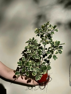 FICUS TRIANGULARIS VARIEGADO en internet