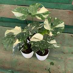 Monstera Thai Constellation en internet