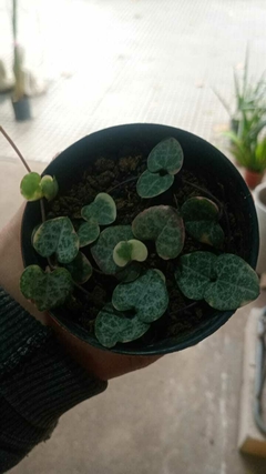 CEROPEGIA WOODII Variegada - comprar online