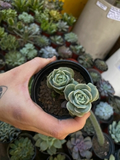 Graptoveria Lovely rose suculenta - comprar online