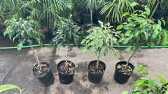 FICUS TRENZADO ARBOLITO - comprar online