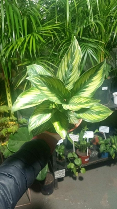 CALATHEA ORNATA - comprar online