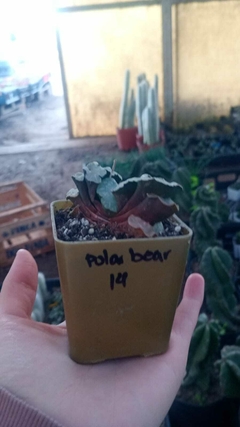 Haworthia Polar Bear suculenta - comprar online