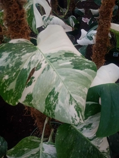 MONSTERA VARIEGADA ALBA M24 en internet