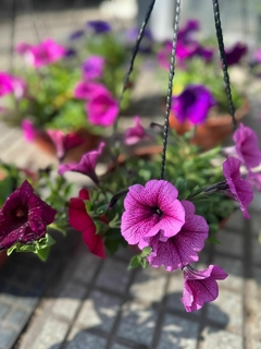 SURFINIA PETUNIA COLGANTE - comprar online