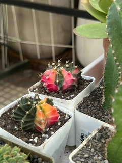 CACTUS gymnocalycium colección - comprar online