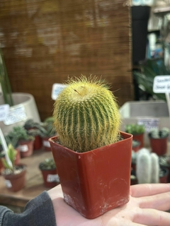 Cactus Parodia leninghausii - comprar online
